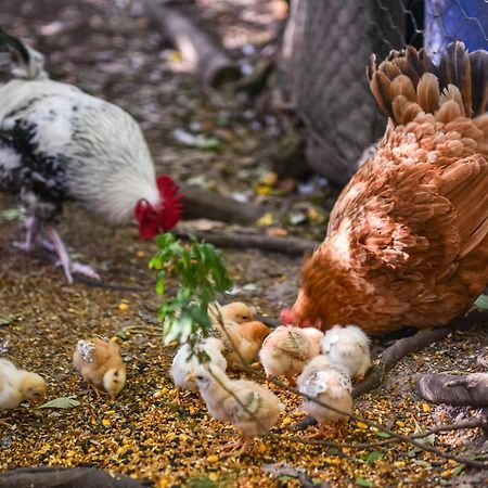 Minimbah Farm Cottages-Family Farmstay- Choose From 2 & 3 Bedroom Cottages And 6 Bedroom House Kangaroo Valley Eksteriør bilde